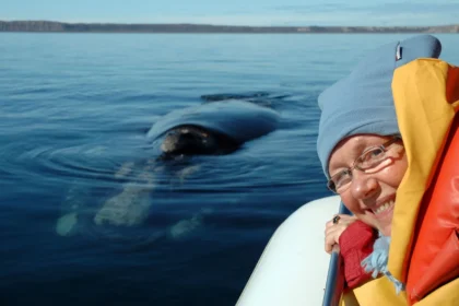 Pei whale watching - The Best Spots for Whale Watching on Prince Edward Island  5 Pei whale watching