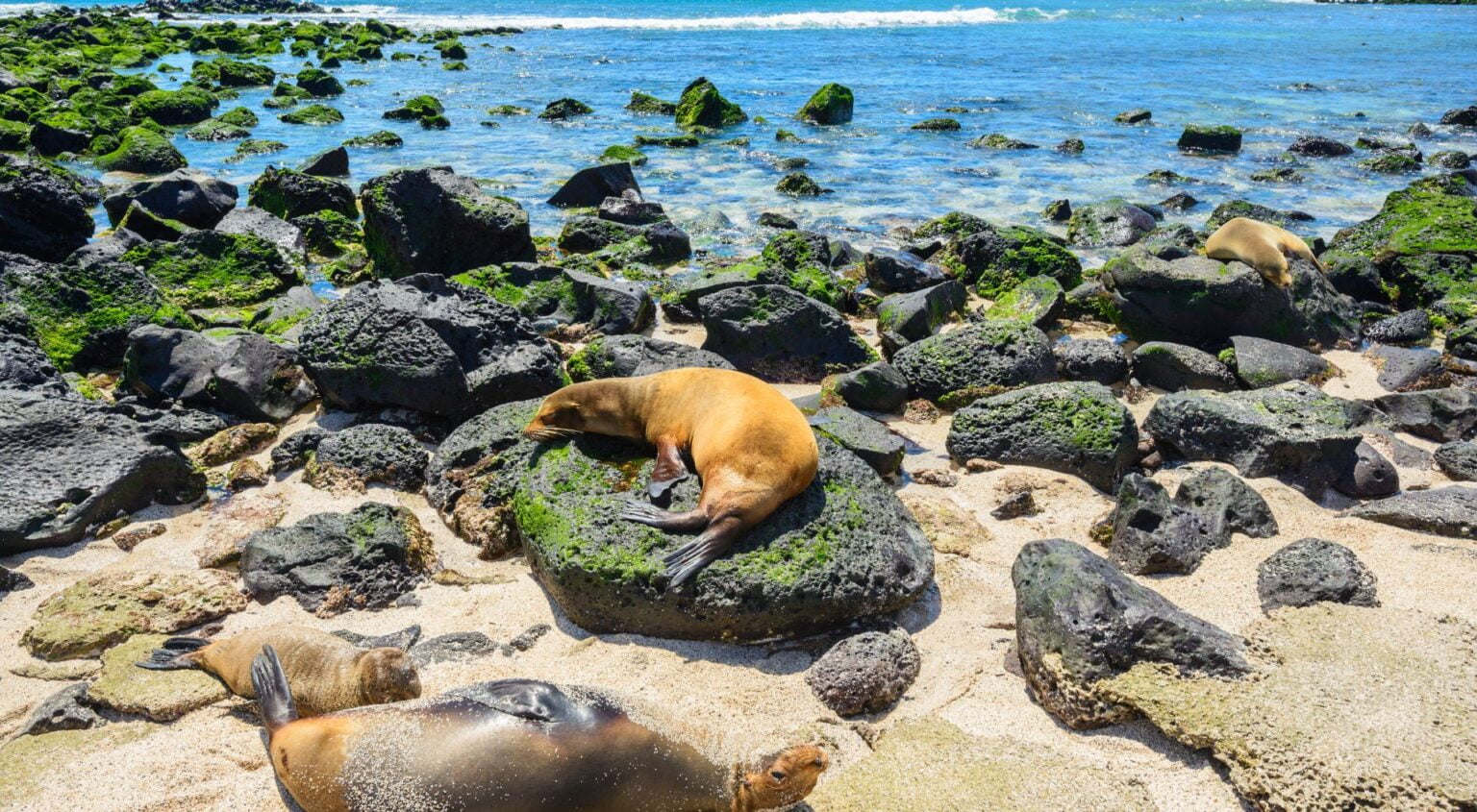 How to Plan Your Dream Galapagos Islands Vacation on a Budget 1 Galapagos Islands Vacation