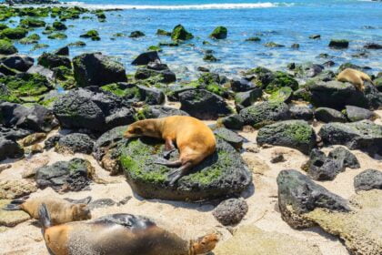 Galapagos Islands Vacation