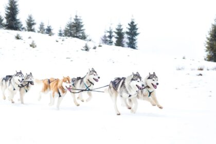 Top 10 Activities in Alaska 5 Top 10 Activities in Alaska