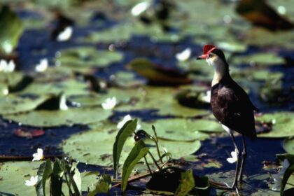 Kakadu National Park Adventure