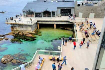 Whale Watching Tours in Monterey