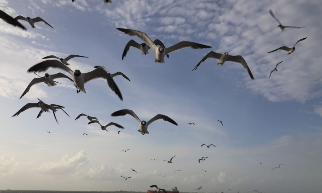 Is Galveston Texas worth visiting? - Exploring the Charms of Galveston, Texas 2 Is Galveston Texas worth visiting