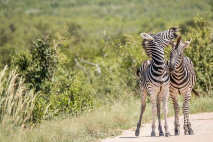 Budget Travel Guide to Kruger National Park