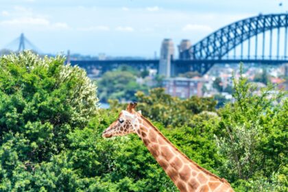 Taronga Zoo Guide