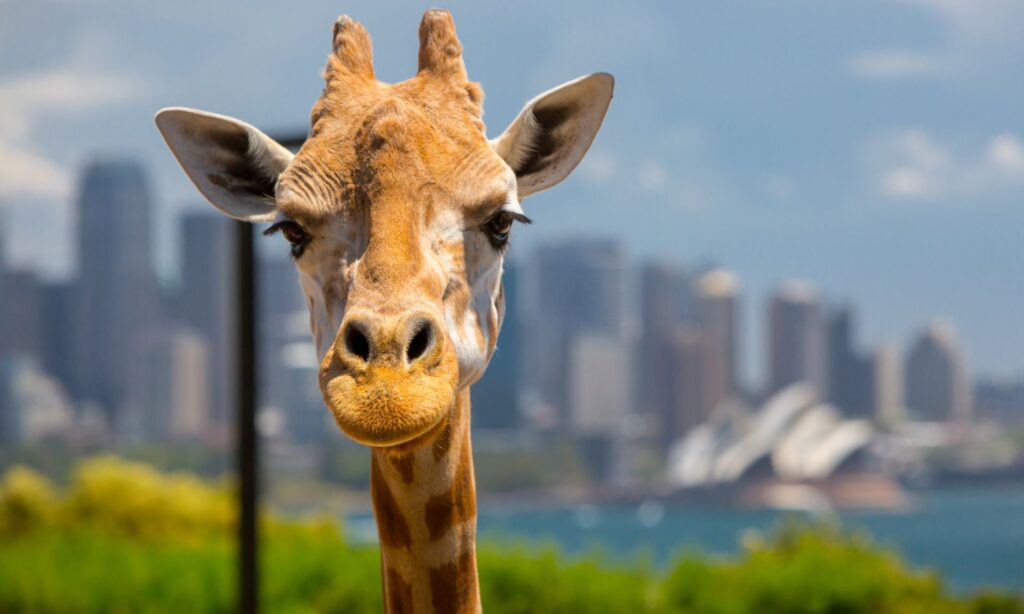 Taronga Zoo Guide and Travel Tips 2 Taronga Zoo Guide