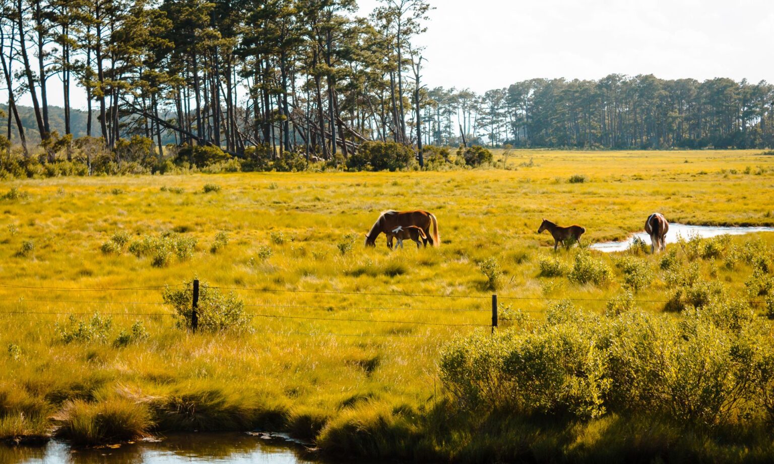 Affordable Accommodation Options for First Time Visitors to Assateague Island 1 Affordable Accommodation Options for First Time Visitors to Assateague Island
