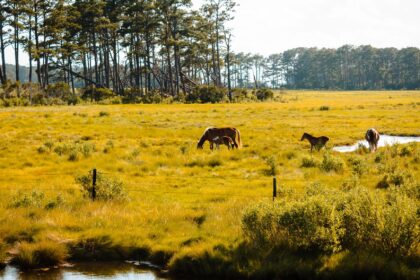 Affordable Accommodation Options for First Time Visitors to Assateague Island 12 Affordable Accommodation Options for First Time Visitors to Assateague Island