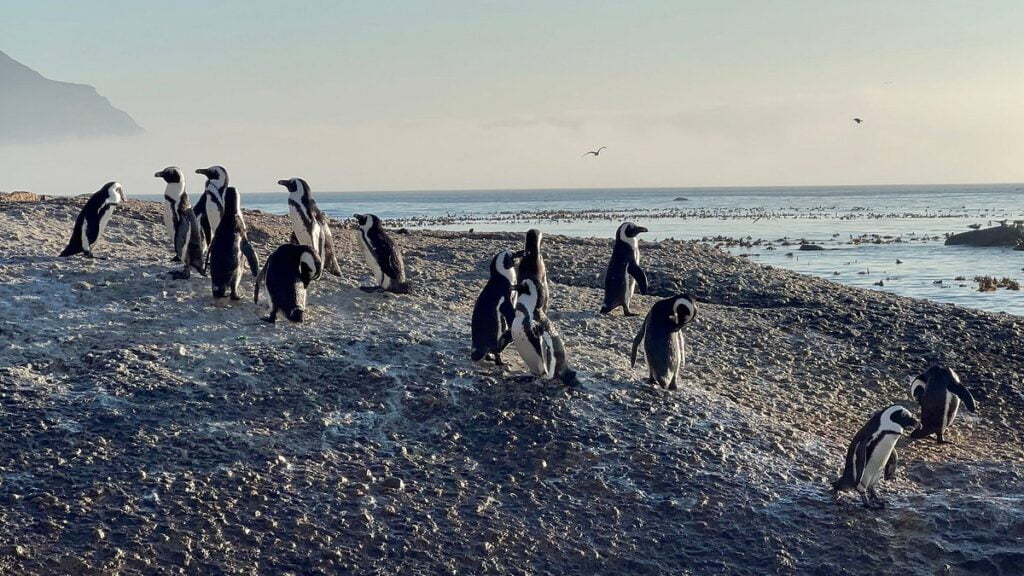 Popular South African Marine Life and Where to See Them 4 South African Marine Life