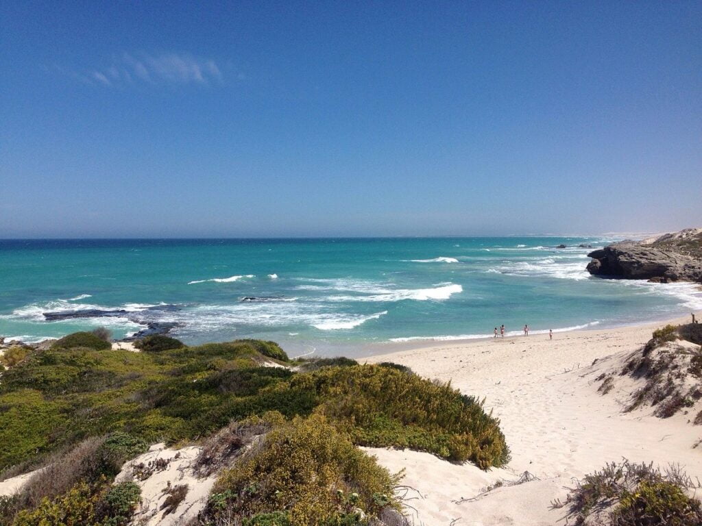 Popular South African Marine Life and Where to See Them 3 South African Marine Life