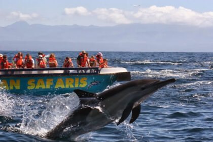 Marine Wildlife Experiences in South Africa
