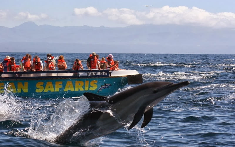 5 Unforgettable Marine Wildlife Experiences in South Africa 6 5 Unforgettable Marine Wildlife Experiences in South Africa