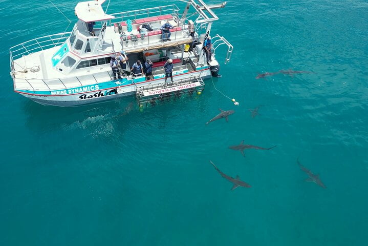 5 Unforgettable Marine Wildlife Experiences in South Africa 3 5 Unforgettable Marine Wildlife Experiences in South Africa