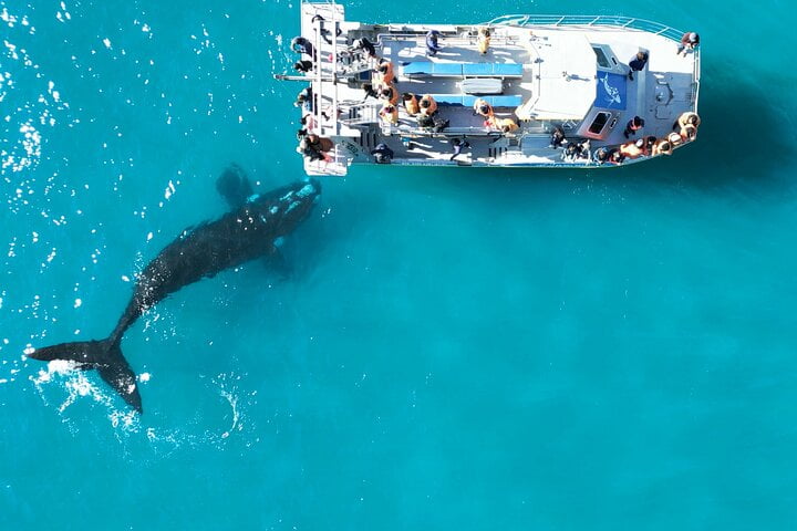 Popular South African Marine Life and Where to See Them 2 South African Marine Life