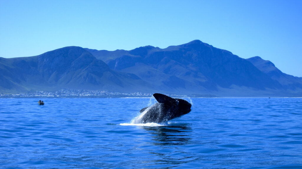 5 Unforgettable Marine Wildlife Experiences in South Africa 2 5 Unforgettable Marine Wildlife Experiences in South Africa