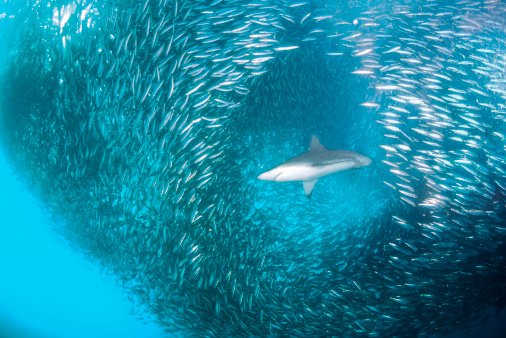 5 Unforgettable Marine Wildlife Experiences in South Africa 5 5 Unforgettable Marine Wildlife Experiences in South Africa