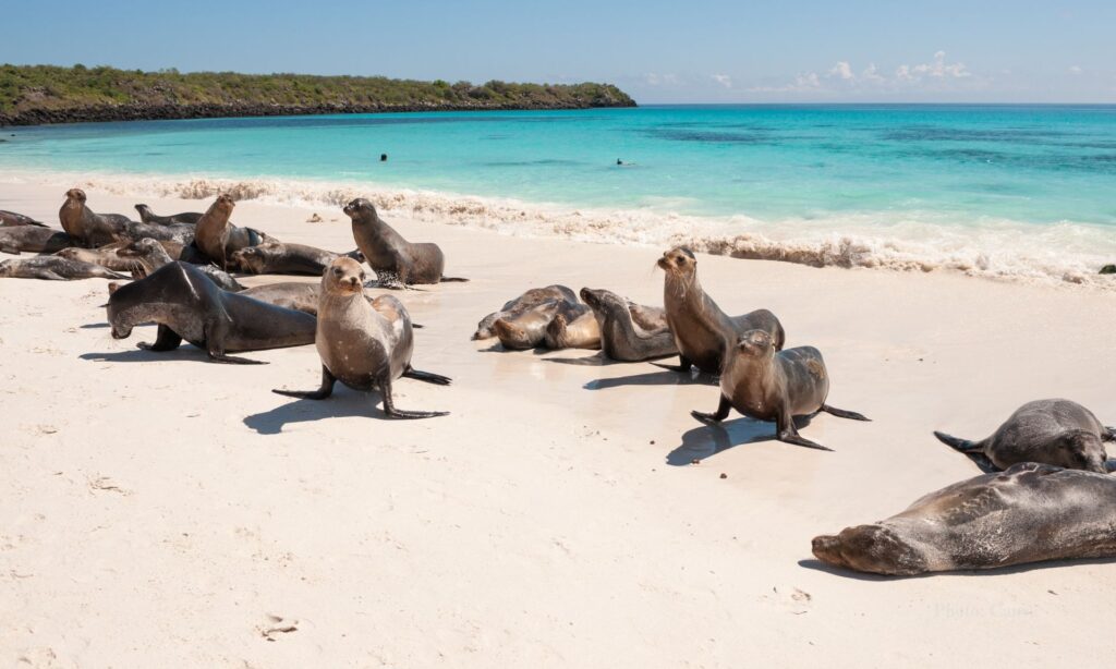 Cruising the Galapagos Islands with Andando Tours 3 Cruising the Galapagos Islands with Andando Tours