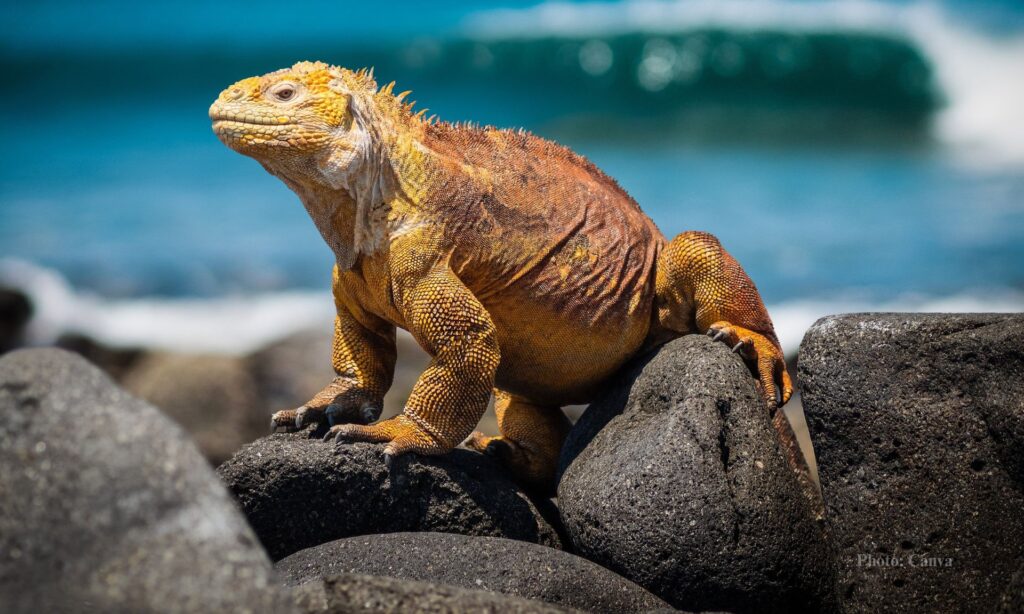 Cruising the Galapagos Islands with Andando Tours 4 Cruising the Galapagos Islands with Andando Tours