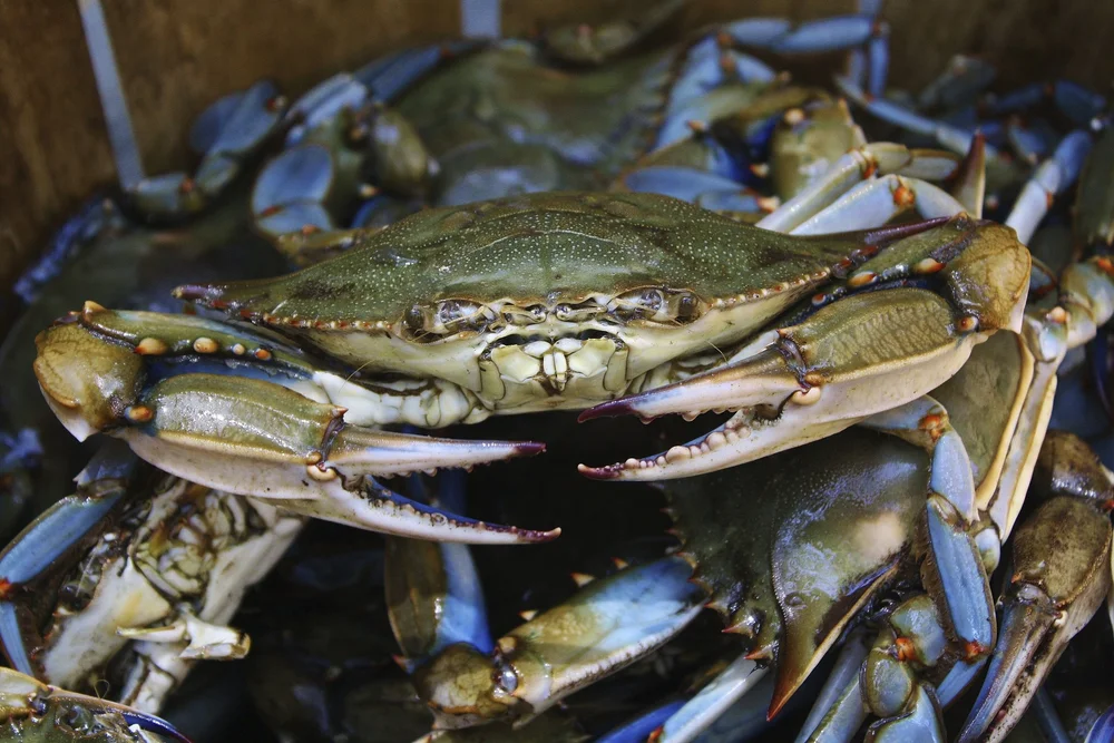 5 Epic Coastal Seafood Trails You Can Road Trip This Summer 3 5 Epic Coastal Seafood Trails You Can Road Trip This Summer